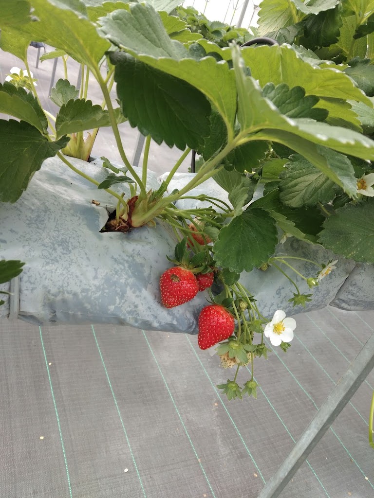 Greenhouse Strawberry Hidroponik